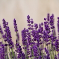 lavendel image